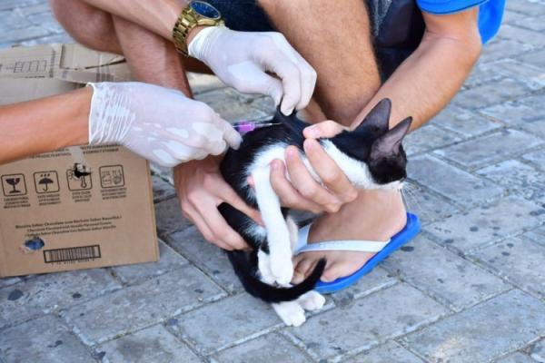 Saúde realiza com sucesso o Dia D de Vacinação Antirrábica com mais de 11 mil doses aplicadas.(Imagem:Secom)