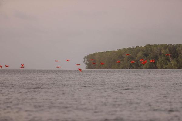 Revoada dos Guarás (Imagem:Thiago Amaral)