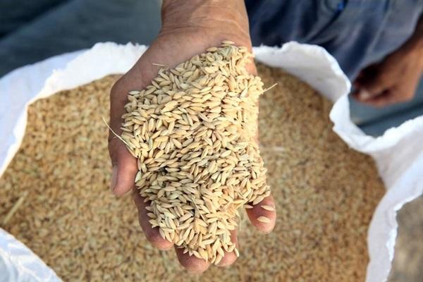Segundo dados do Instituto Rio Grandense do Arroz (Irga) a safra terminou com a produção de 7,16 milhões de toneladas de arroz(Imagem:GettyImages)