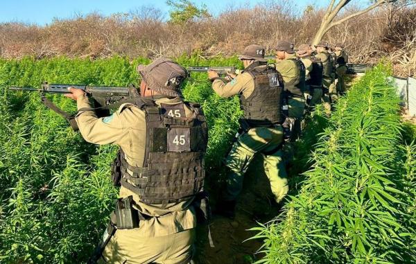 O plantio contava com duas áreas de 1,5 hectares estava cultivadas.(Imagem:Divulgação)