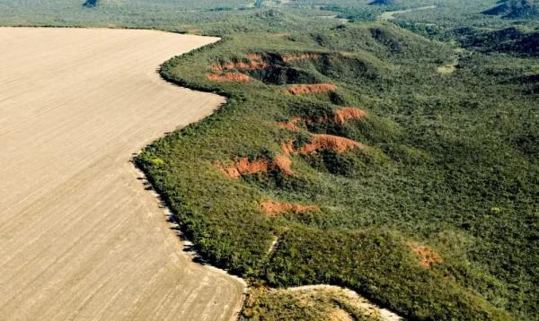 Piauí conseguiu reduzir desmatamento na região do Matopiba.(Imagem:Adriano Gambarini/WWF Brasil)