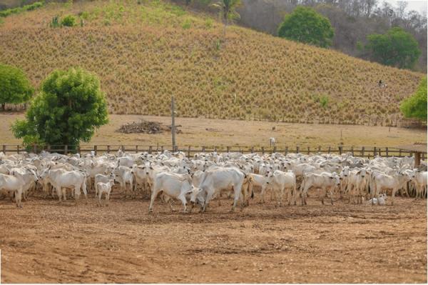 O Piauí tem uma média de 130.000 fêmeas aptas a vacinar anualmente e a meta é atingir 80% desse total.(Imagem:Divulgação)