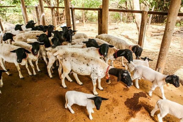 Segundo o IBGE, mais de 90% dessa atividade é desenvolvida por meio da agricultura familiar.(Imagem:Geirlys Silva)