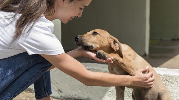 Cão de suporte emocional(Imagem:Freepink)