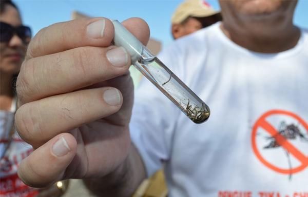 Larvas de Aedes aegypti, mosquito transmissor da dengue, chikungunya e zika.(Imagem:Reprodução/PMT)