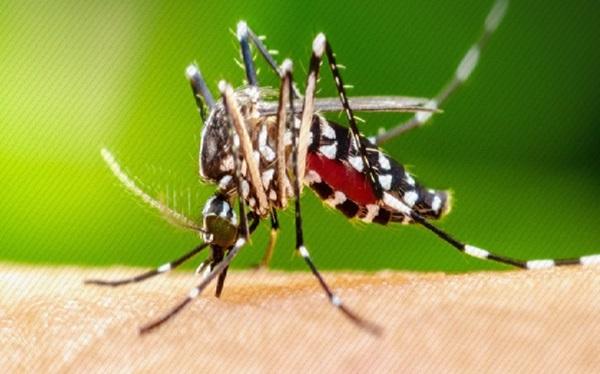 Aedes aegypti, mosquito causador da dengue(Imagem:Reprodução)