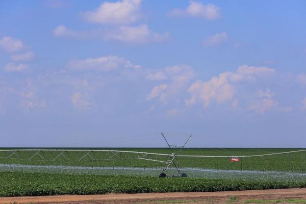 Valor da produção agrícola do Piauí registra crescimento superior a 380% e confirma importância do agronegócio no estado(Imagem:Divulgação)