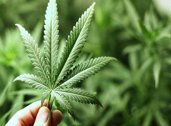 Uso medicinal da maconha será discutido na capital piauiense