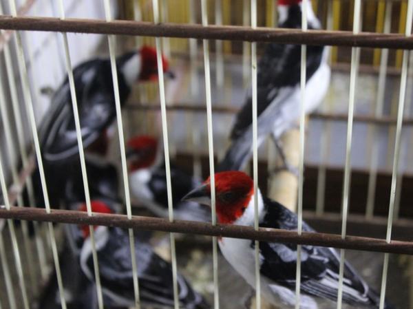 Polícia apreende 55 pássaros em uma mesma casa na Zona Sul de Teresina