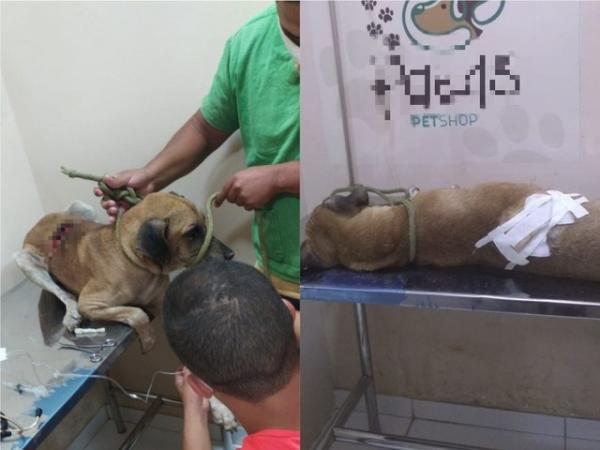 Cachorro foi socorrido, atendido por veterin&aacute;rio e encaminhado para associa&ccedil;&atilde;o que cuidar&aacute; da ado&ccedil;&atilde;o.(Imagem:Divulga&ccedil;&atilde;o/PM-PI)