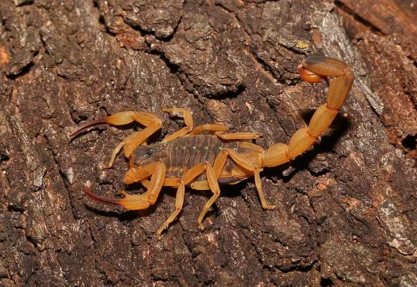 Escorpiões causam 62% dos acidentes com animais peçonhentos no Piauí; saiba como se proteger