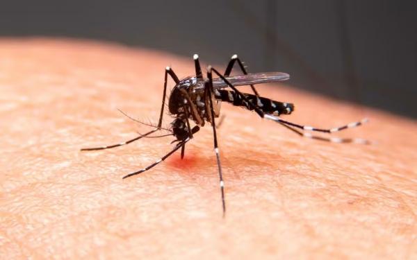 Menina de 7 anos morre vítima de dengue no Piauí; prefeitura intensifica medidas de prevenção