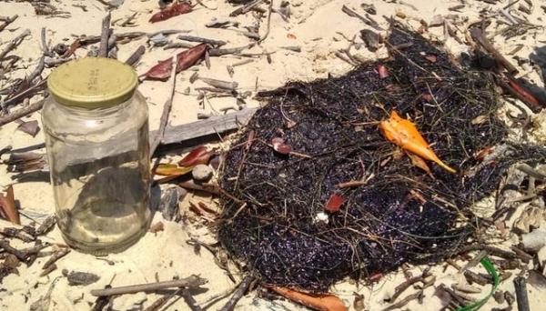 &Oacute;leo cru foi encontrado em capim-agulha, principal alimento do peixe-boi, na Praia da Lama (PI).(Imagem:Pesca Solid&aacute;ria da Comiss&atilde;o Ilha Ativa)
