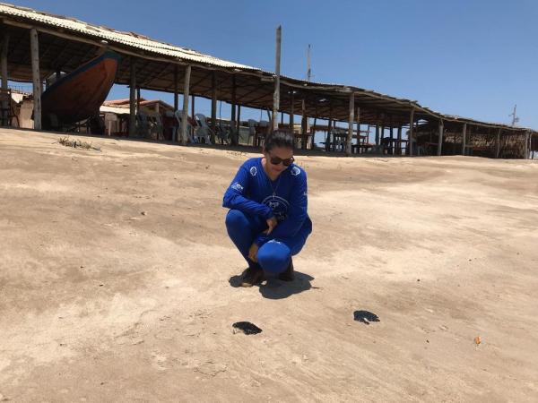 Piauí registra primeiras manchas de óleo no litoral após tartaruga ser encontrada morta no Delta do