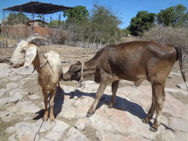 Cabra 'adota e amamenta' bezerra em Floriano