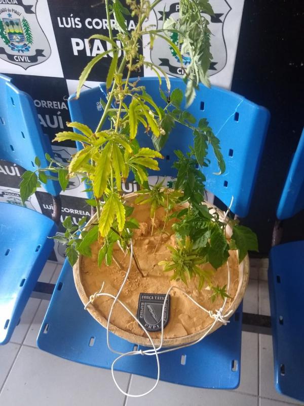 Suspeito de tráfico de drogas é preso com pé de maconha e R$ 8 mil em dinheiro no Piauí