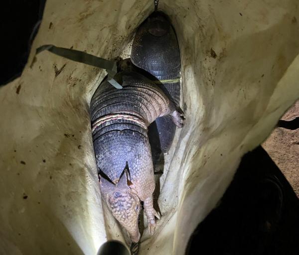 Pol&iacute;cia Ambiental flagra ca&ccedil;a ilegal e resgata animais silvestres em Dom Inoc&ecirc;ncio(Imagem:Arquivo PMPI)