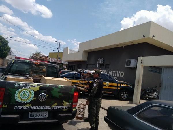Polícia descobre rinha de galo no bairro Porto Alegre