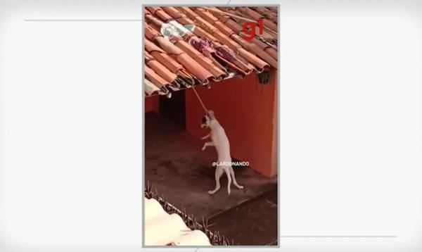 Vídeo de cachorro amarrado com corda curta viraliza e dono vai para delegacia