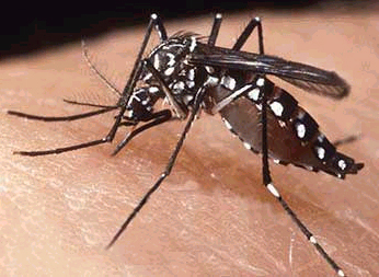Piauí reduz em 36,4% os casos de dengue, diz Sesapi