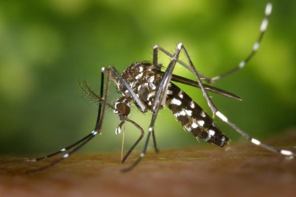 Piauí segue com redução de notificações de Dengue, Zika e Chikungunya