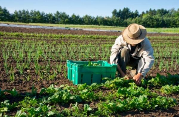 FETAG-PI: Garantia Safra é liberado para mais 43 municípios no Piauí