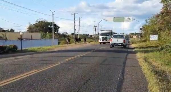 Animais na pista causam transtornos &agrave; motoristas na PI-05, em Floriano.(Imagem:Edson Veloso)