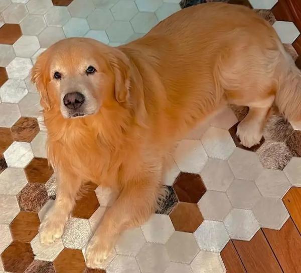 Câmara aprova projeto que obriga aéreas a rastrear transporte de pets