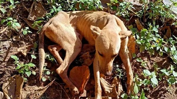 Cachorro passa mais de 20 dias preso dentro de buraco e é resgatado pelos Bombeiros, em Pedro II