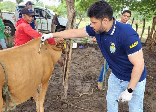 Maior investigação sanitária confirma baixo risco de doenças no rebanho bovino do Piauí
