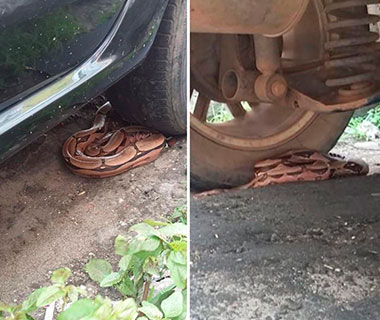 Jiboia sai de escapamento de carro no Centro de Teresina