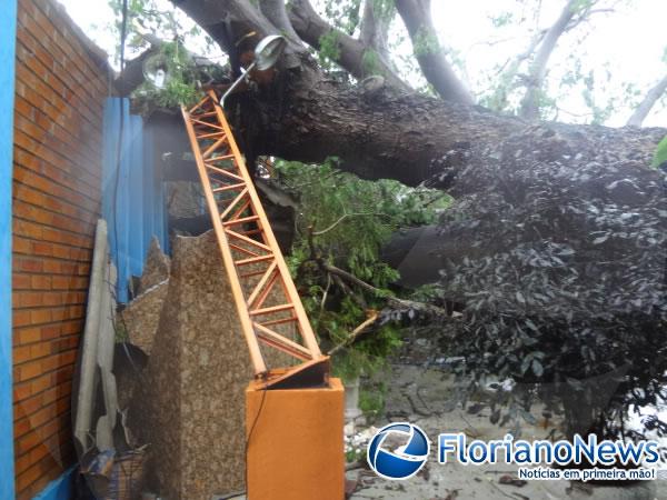 Chuva derruba &aacute;rvore centen&aacute;ria em Floriano.(Imagem:FlorianoNews)
