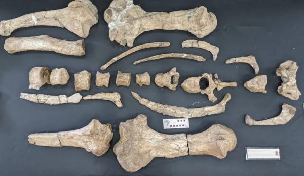 F&oacute;sseis s&atilde;o encontrados no Sul do Piau&iacute;.(Imagem:Divulga&ccedil;&atilde;o)