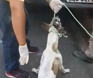 Vídeo registra suposto maus-tratos a animais por agentes da Zoonoses