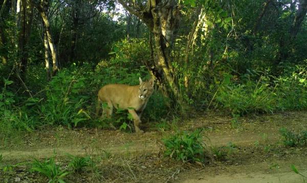  On&ccedil;a fotografa no Parque Serra da Capivara.(Imagem: Divulga&ccedil;&atilde;o )