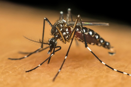 Piauí apresenta aumento de casos de dengue e chikungunya, diz Sesapi
