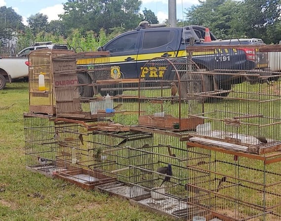 PRF e ICMBio combatem caça ilegal e tráfico de animais no Piauí e Ceará