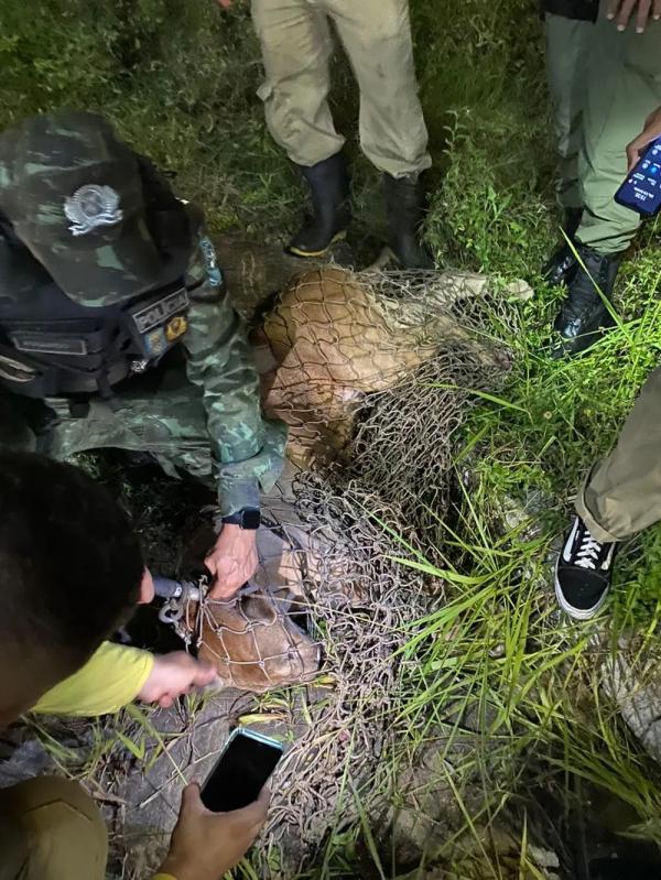 Polícia Civil vai investigar fuga e morte de onça do Bioparque Zoobotânico de Teresina