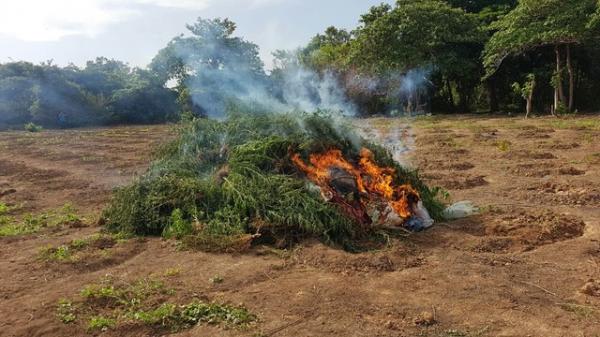 Polícia encontra plantação com cerca de 6 mil pés de maconha em terreno no PI