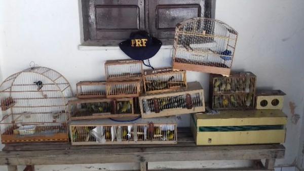 PRF flagra casal com mais de 100 aves silvestres em veículo