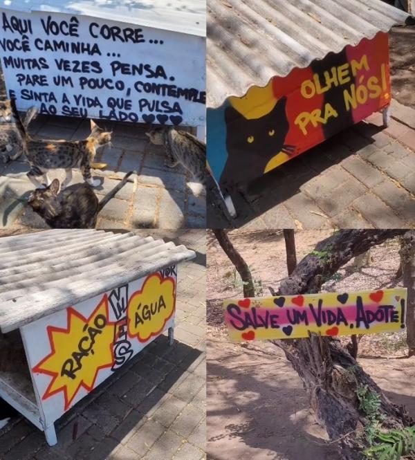 Local para doa&ccedil;&otilde;es na Av. Marechal.(Imagem: Instagram @gatinhosdamarechal)
