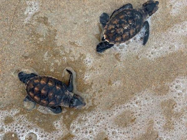 Mais de 500 mil filhotes de tartarugas nascem em praias do Piauí em uma semana e são liberados ao ma