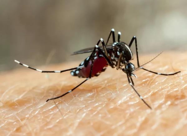 Piauí registrou 14 mortes por dengue em 2022, aponta Sesapi