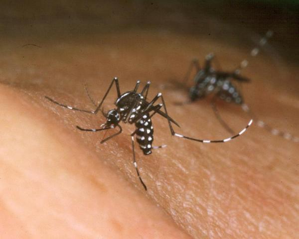 Piauí registrou crescimento de 144,4% nos casos de chikungunya