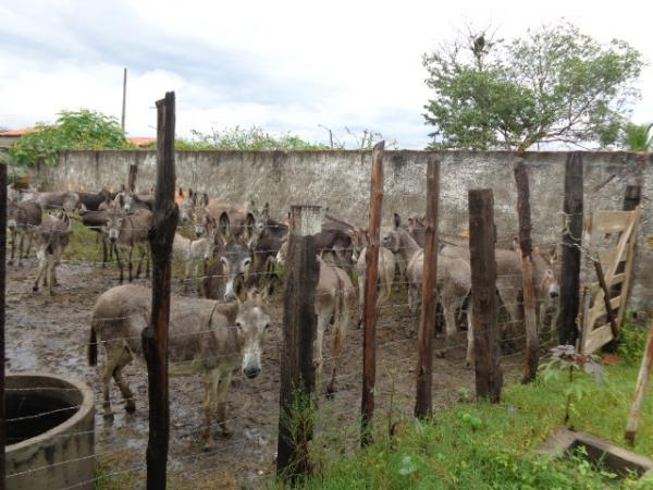 Pol&iacute;cia Rodovi&aacute;ria Federal recolheu animais em rodovias que cortam Floriano.(Imagem:FlorianoNews)