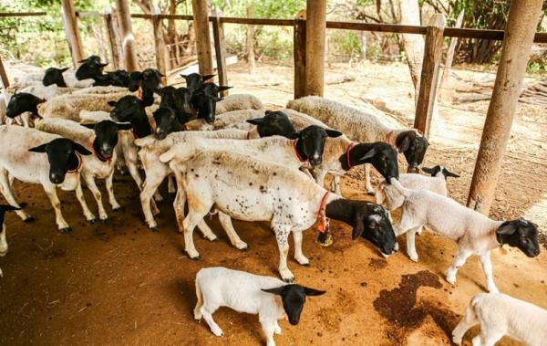 Rebanho de caprinos bate recorde no Piauí com dois milhões de cabeças; terceiro maior do país