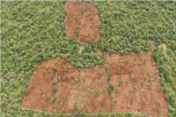 Polícia encontra plantação de 120 mil pés de maconha no interior do Piauí