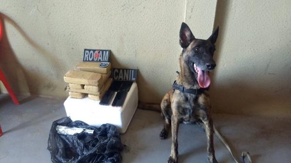 Cadela da PM encontra 7 tabletes de maconha enterrados ao lado de casa no Sul do Piauí