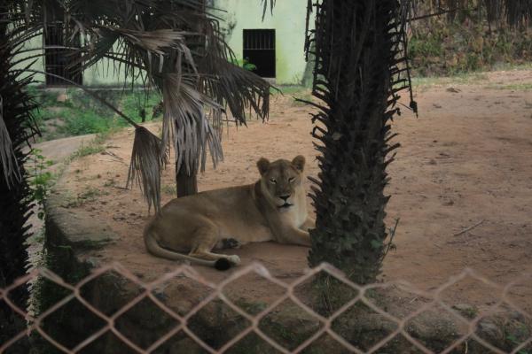 Operação Bicho Solto: Zoobotânico de Teresina fará transferência de todos os animais para santuários