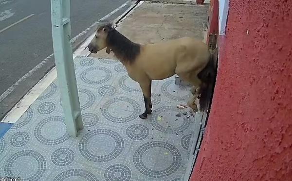 Cavalo quebra porta de consultório odontológico a coices, no Piauí